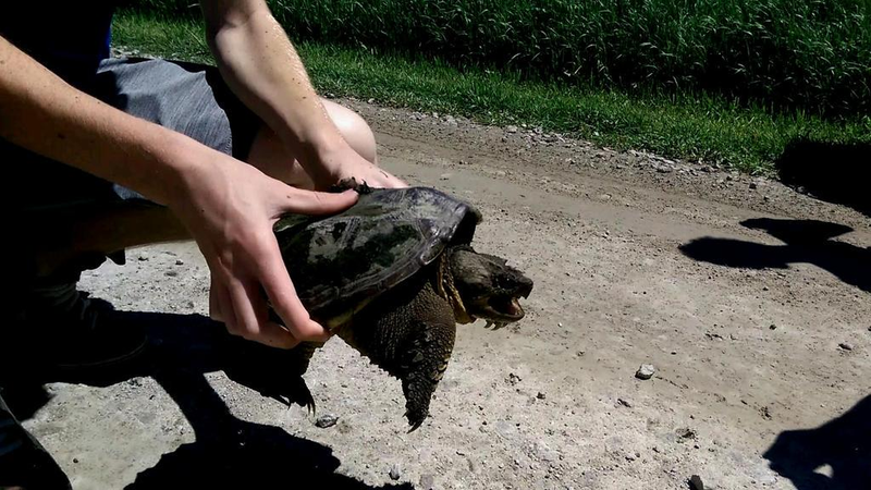 Illustration for article titled Keep Oppo Snapping Turtle